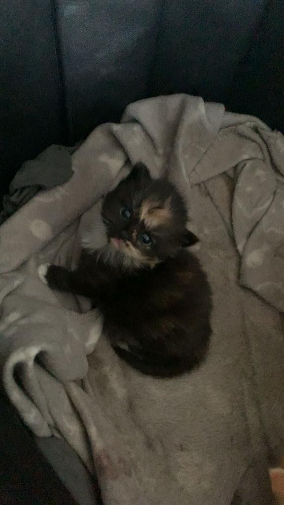 Prachtige britse langhaar kittens️, Dieren en Toebehoren, Katten en Kittens | Raskatten | Langhaar, Meerdere dieren, Gechipt, 0 tot 2 jaar