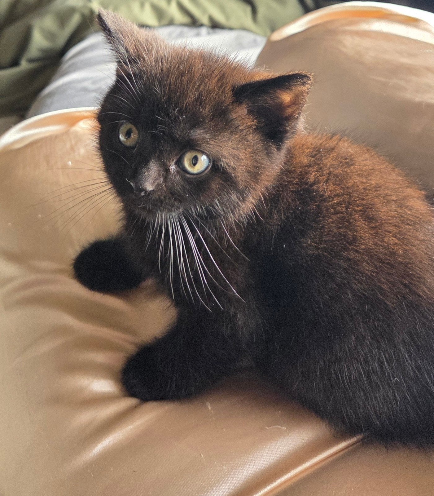 2 Britse Korthaar kittens bruin 8 weken mogen nu weg, Poes, Ontwormd