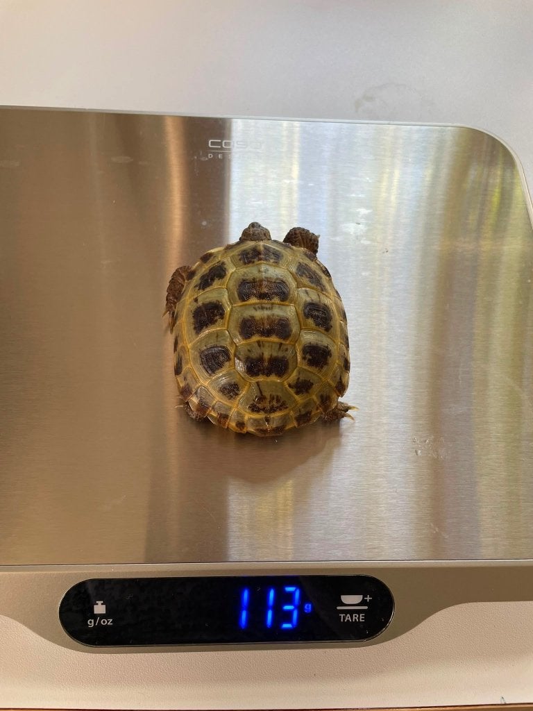 Vierteenlandschildpadden nakweek 2023 (4 vrouw, 1 man), Dieren en Toebehoren, Reptielen en Amfibieën, Schildpad, 3 tot 6 jaar