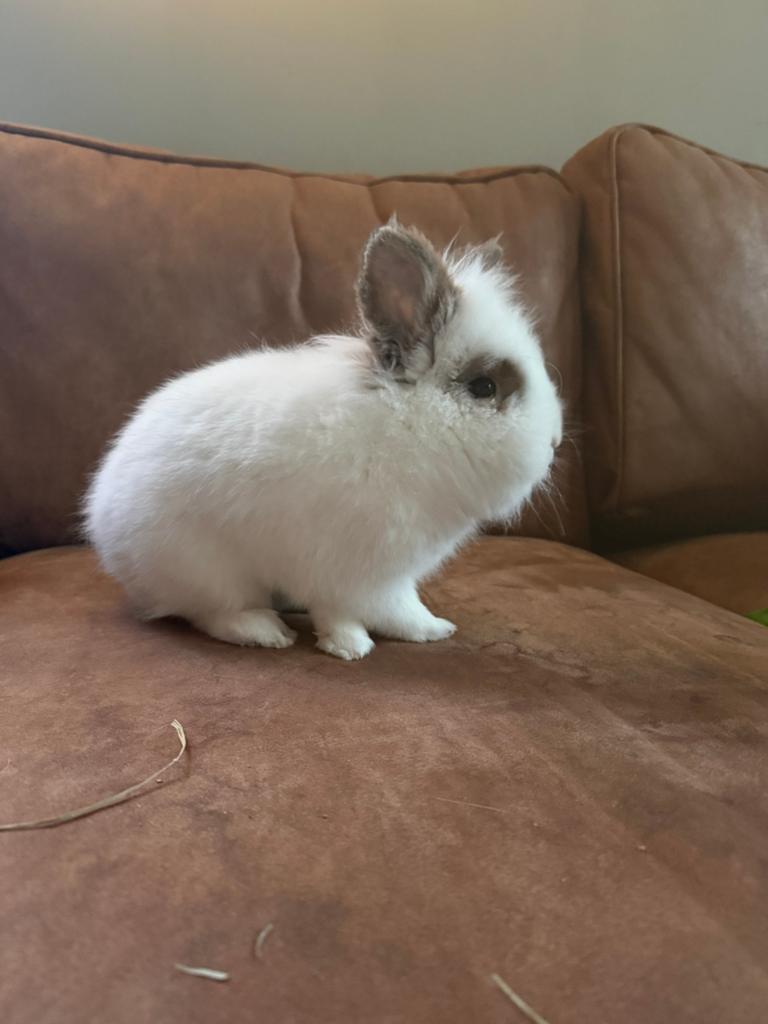 2 super lieve knuffelbare konijntjes, Dieren en Toebehoren, Konijnen, Meerdere dieren