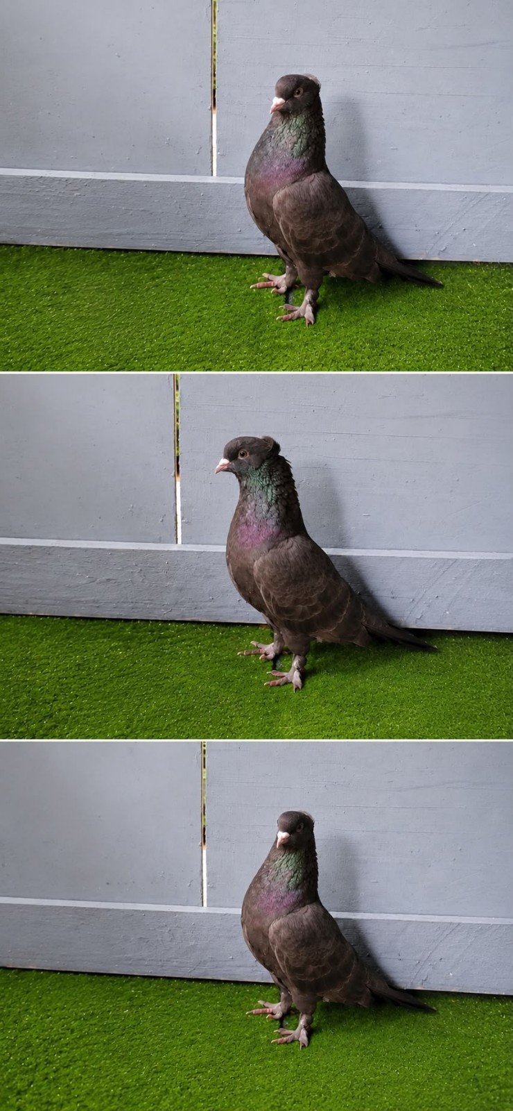 Man Duif kan goed vliegen en kan sterk  rollen  met garantie, Mannelijk, Tropenvogel