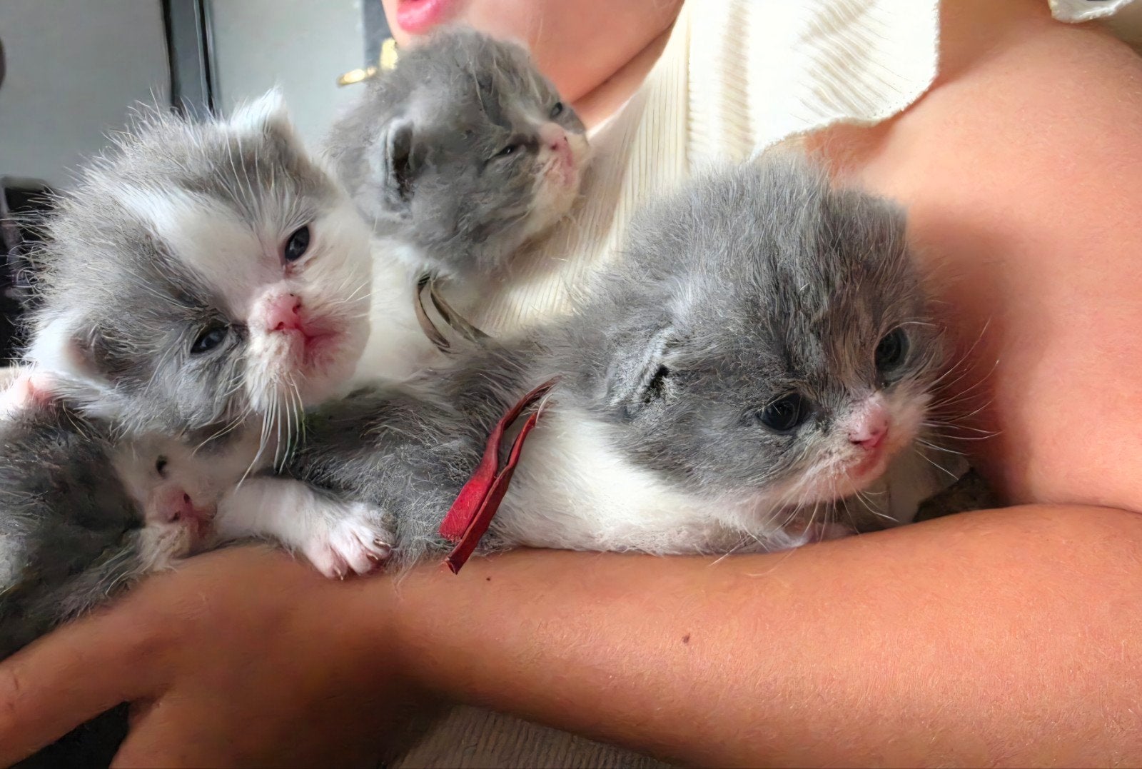 perzische langhaar x britse korthaar kittens., Meerdere dieren, Gechipt, 0 tot 2 jaar