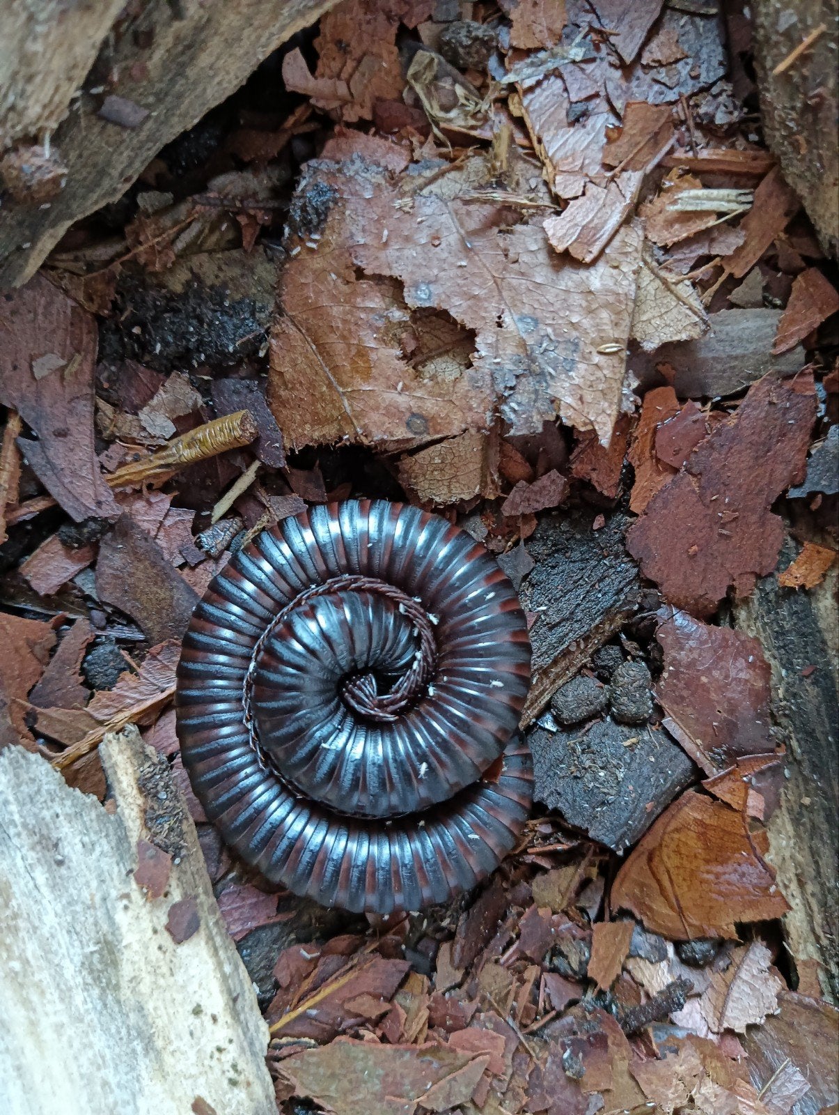 Volwassen spiropoeus fischeri (congo giant black millipede), Dieren en Toebehoren, Overige soorten