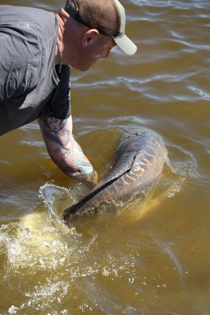 Karper Grippa lood 40 gram / 300 gram, Watersport en Boten, Ophalen of Verzenden, Nieuw, Dobber of Lood