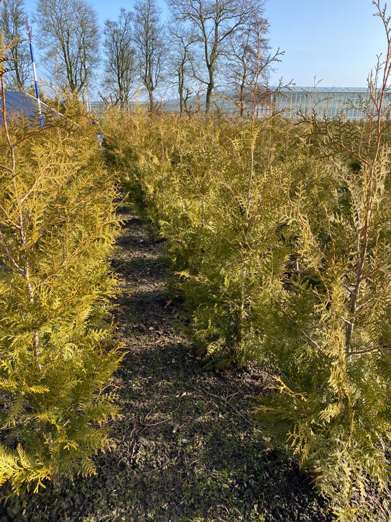 Prachtige Haagconiferen thuya Brabant 150cm €6 pst, Ophalen, Conifeer, 100 tot 250 cm