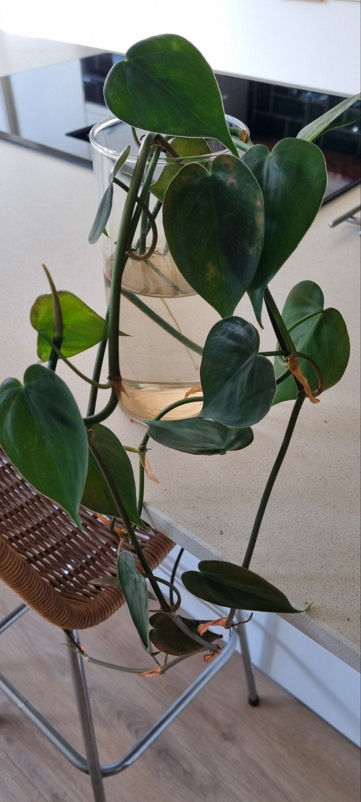 Gratis stekje Philodendron scandens (hartjesblad), Ophalen, Overige soorten, Halfschaduw, Minder dan 100 cm