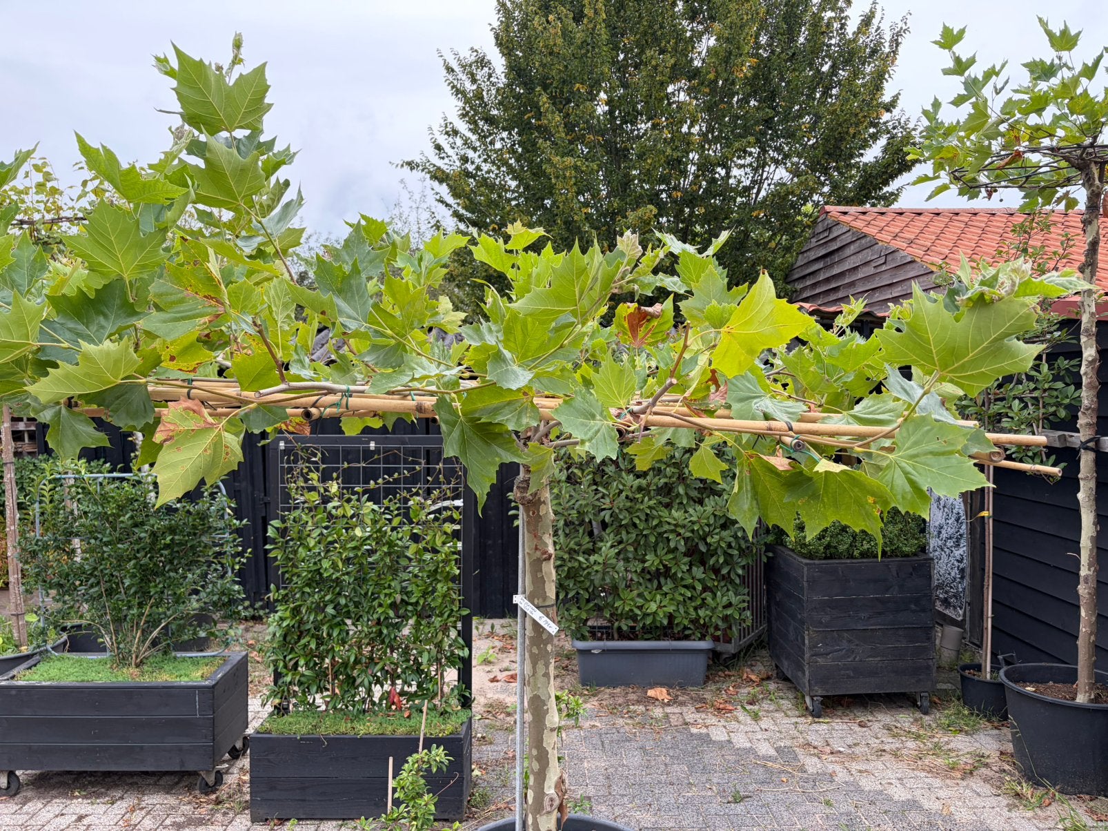 Dak plataan 150 cm stamhoogte een zware stamdikte €145,00, Tuin en Terras, 100 tot 250 cm, Dakboom, Ophalen, Volle zon