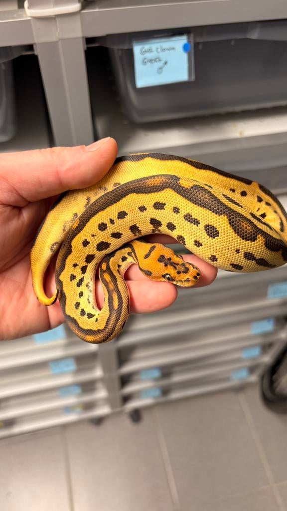 0.1 orange dream leopard clown ball python Ball Python - female for sale from KAS