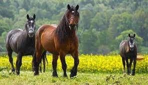 Gezocht: Betrouwbaar recreatiepaard (barok/koudbloed type), Ophalen, Recreatie