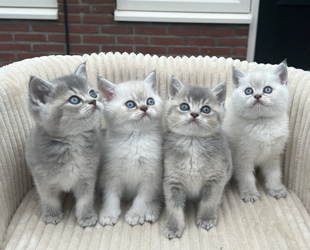Britse Korthaar Kittens Bluepoint, Dieren en Toebehoren, Meerdere dieren, Gechipt, 0 tot 2 jaar