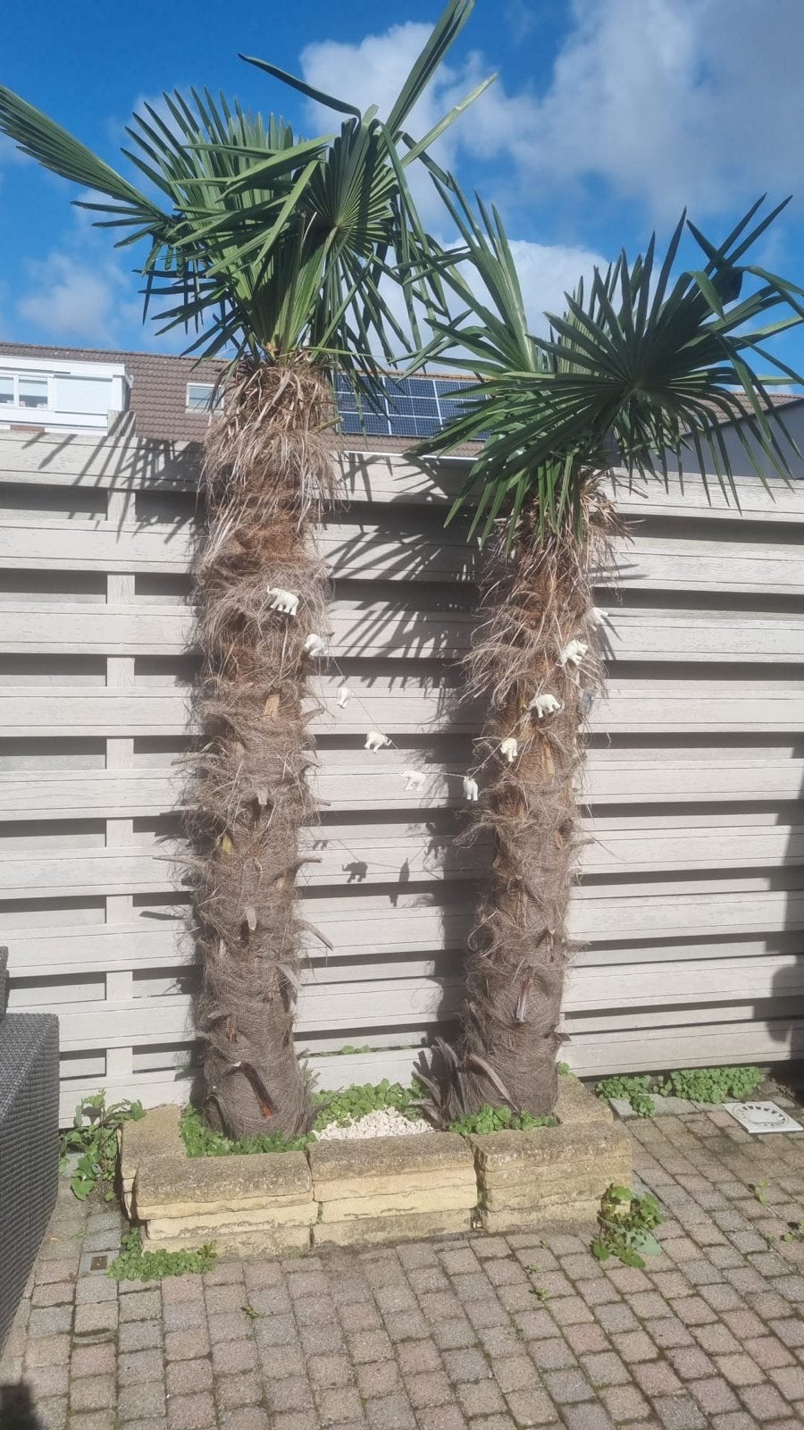 Twee winterharde palmbomen, Overige soorten, Volle zon, Vaste plant, Ophalen of Verzenden