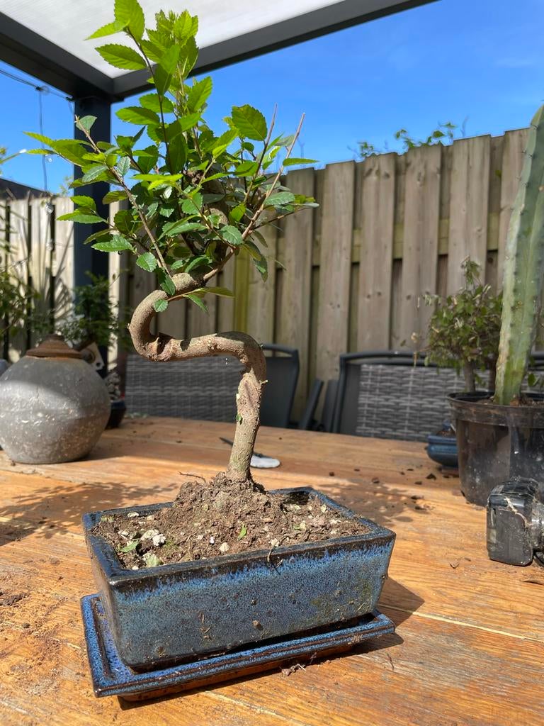 Chinese iep bonsai - Ulmus parvifolia, Overige soorten, Vaste plant, Ophalen of Verzenden, Bloeit niet