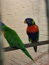 lori  van de blauwe bergen, Dieren en Toebehoren, Vogels | Parkieten en Papegaaien, Meerdere dieren, Papegaai, Geringd