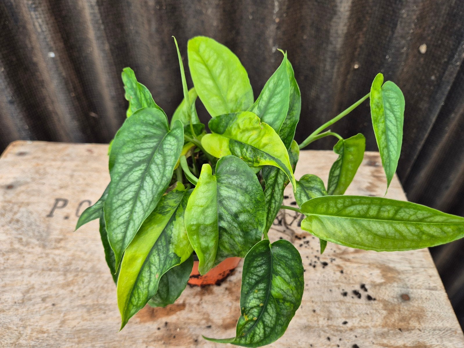 Monstera Siltepecana Aurea Variegata p12 (B), Huis en Inrichting, Ophalen of Verzenden, Halfschaduw, Minder dan 100 cm
