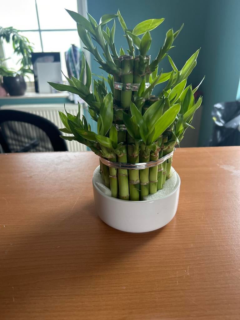Lucky Bamboo met wit of zwart potje, 10 cm hoog, Overige soorten, In pot, Minder dan 100 cm, Groene kamerplant