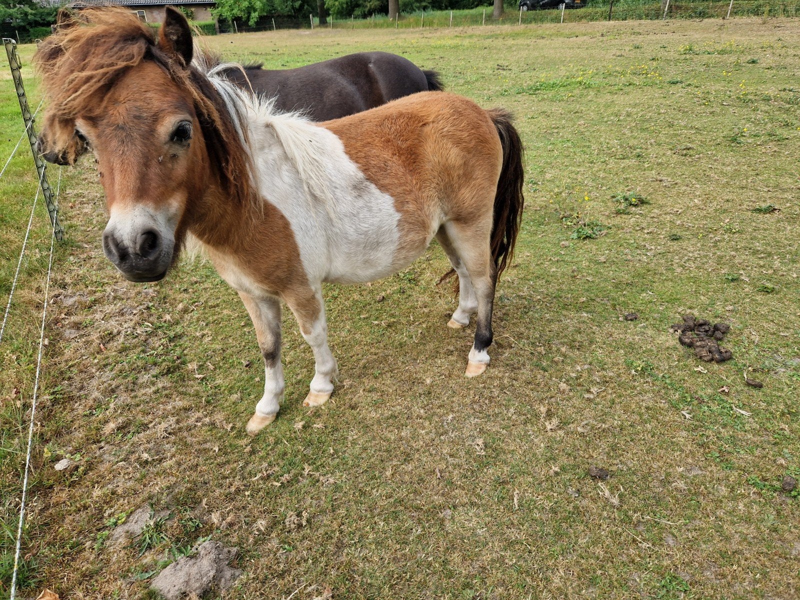 Mooie bonte jaarling hengst, Dieren en Toebehoren, Hengst