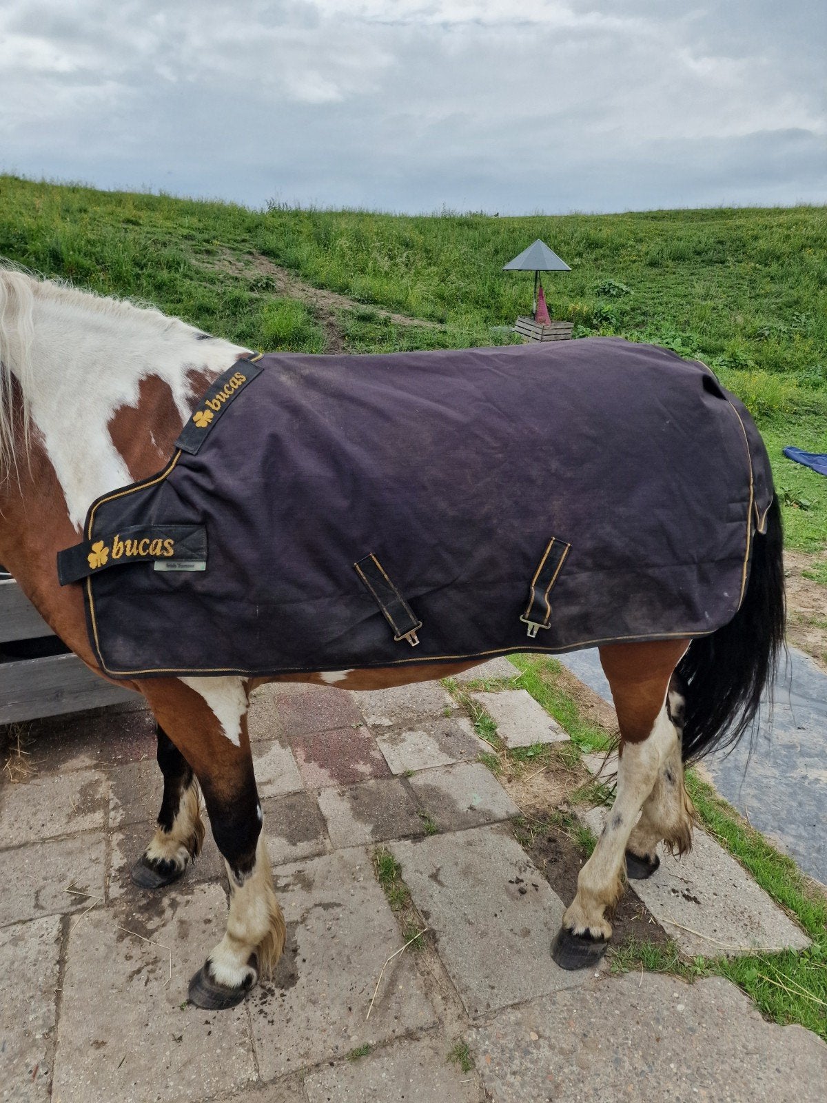 Bucas Irish Turnout Extra 100, Bucas, Shetlander/Mini, 300 g, Ophalen of Verzenden