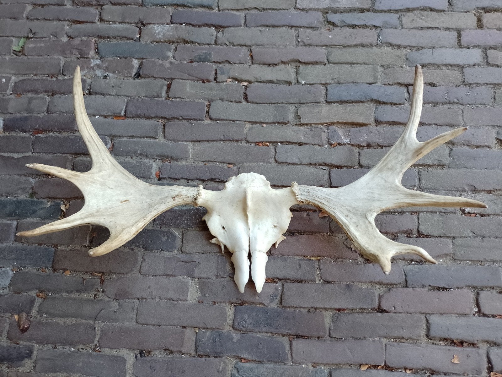 schedel trofee eland Noorwegen 80*50 gewei, Ophalen of Verzenden, Staal