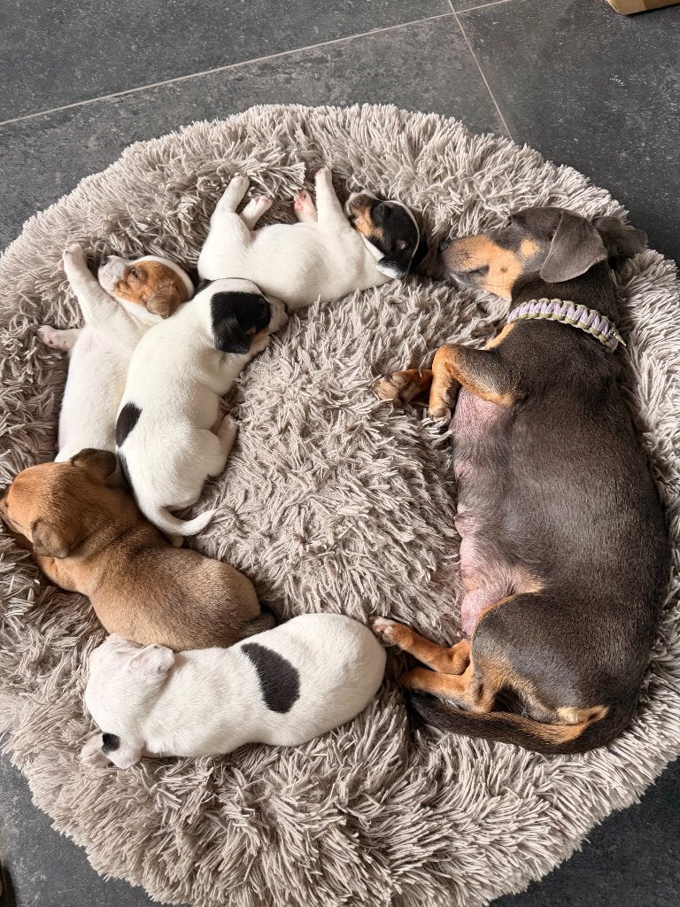 Laatste gouden mandje gezocht voor dit Reutje, Dieren en Toebehoren, Honden | Jack Russells en Terriërs, Meerdere dieren, Jack Russell Terriër