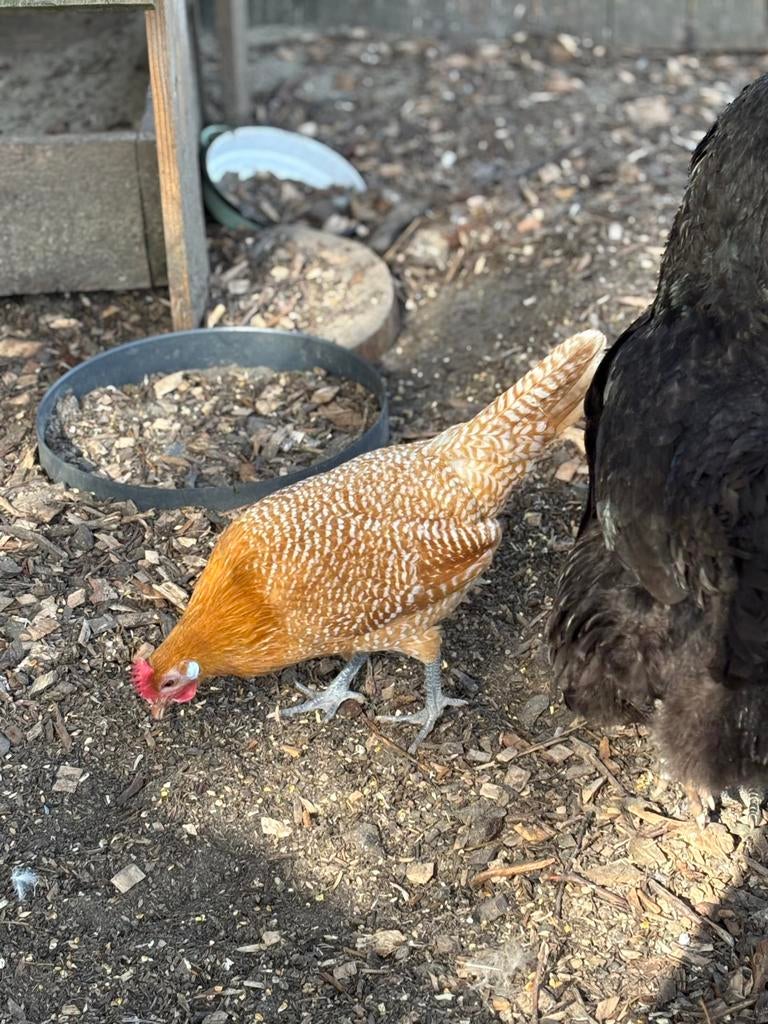 Friese hoen kippen te koop, Dieren en Toebehoren, Pluimvee, Meerdere dieren, Kip