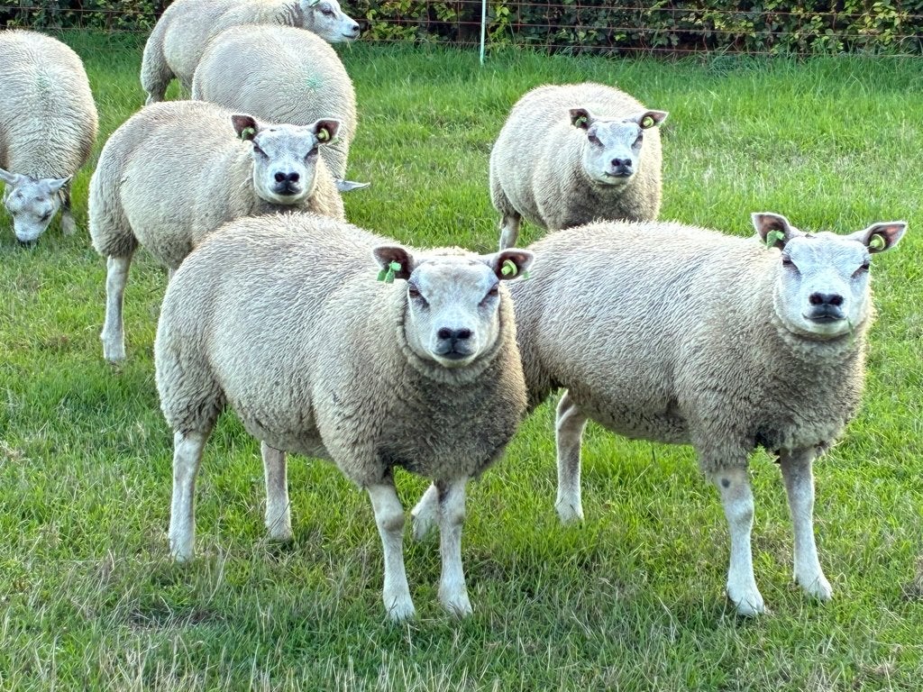 TEXELAAR OOILAMMEREN, Dieren en Toebehoren, Vrouwelijk, Schaap, 0 tot 2 jaar