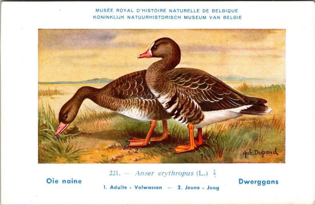Dwerggans / Lesser White-fronted Goose – Nº 221 – (KBIN), Verzamelen, Ansichtkaarten | Dieren, Verzenden, 1940 tot 1960, Ongelopen