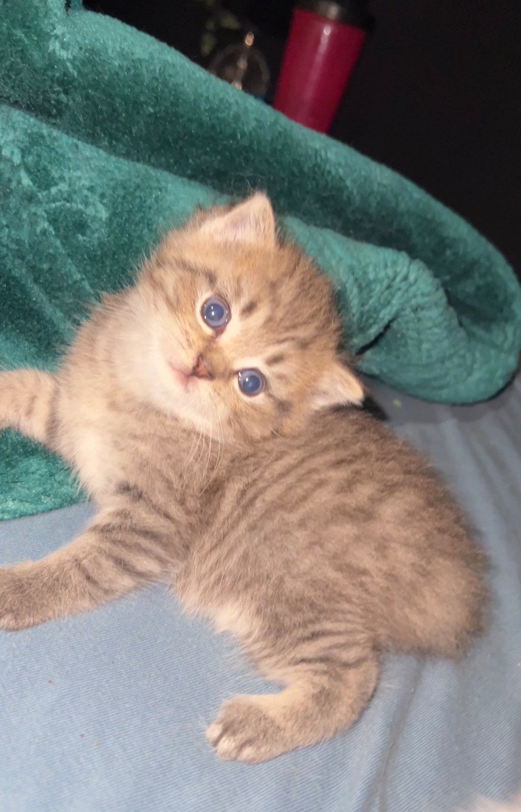 Kitten - Half Perzische kat - Lange haar, Kater, Ontwormd, 0 tot 2 jaar