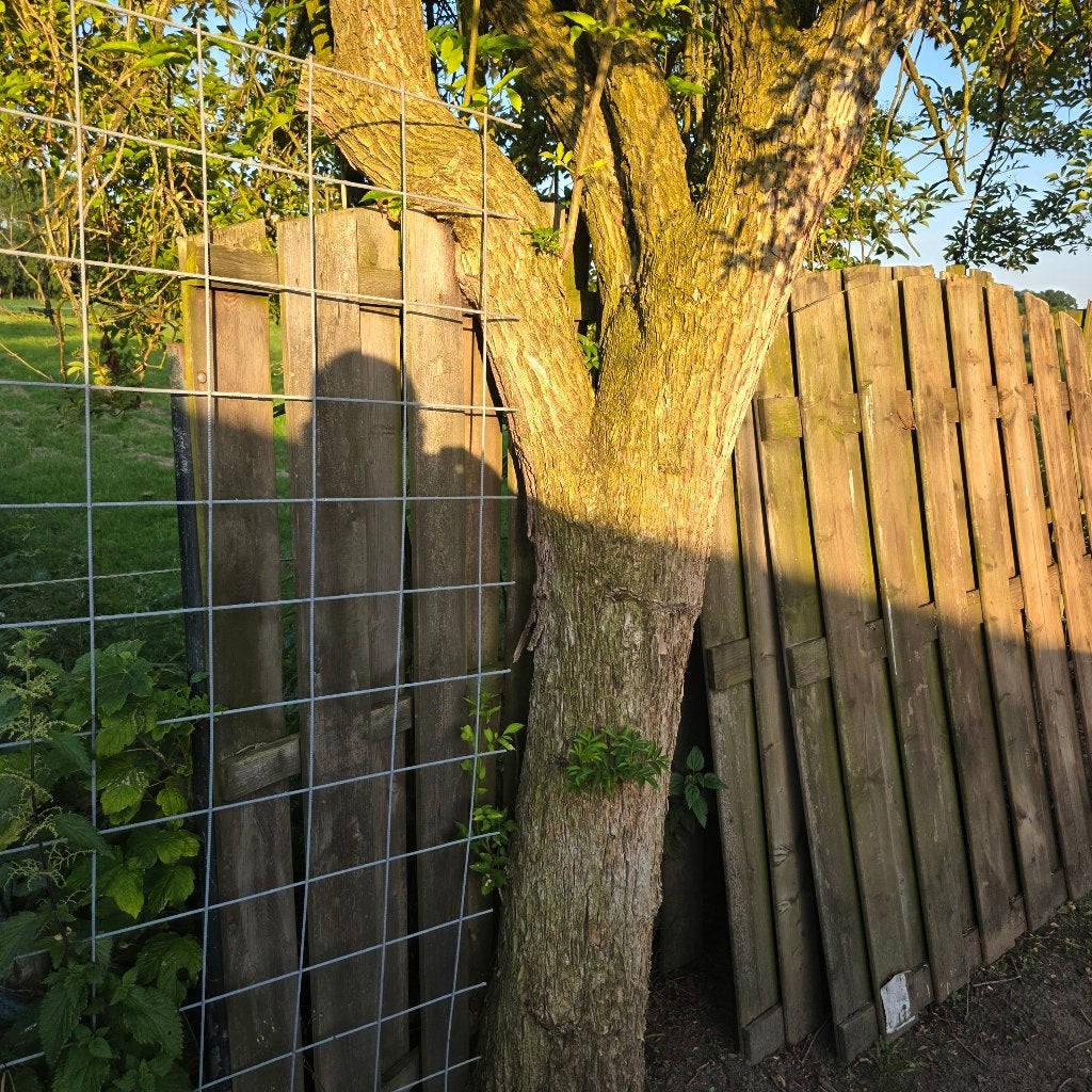 5 of 6  houten tuinschermen, Ophalen, Gebruikt, 150 tot 200 cm, 150 tot 200 cm