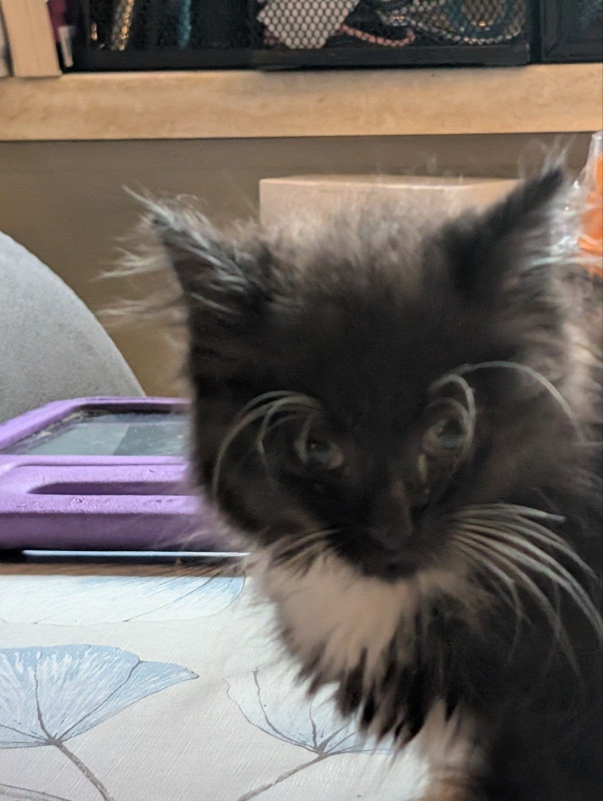Maine Coon. mix, Poes