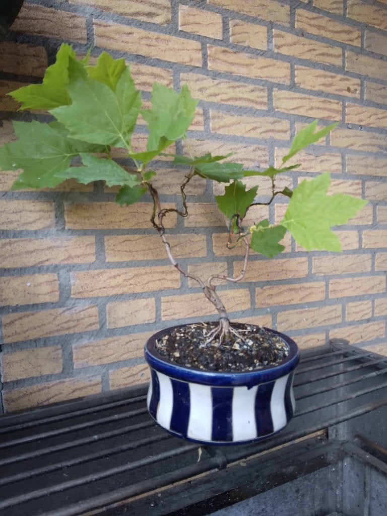 Bonsai, Bloeit niet, Overige soorten, Minder dan 100 cm, Ophalen