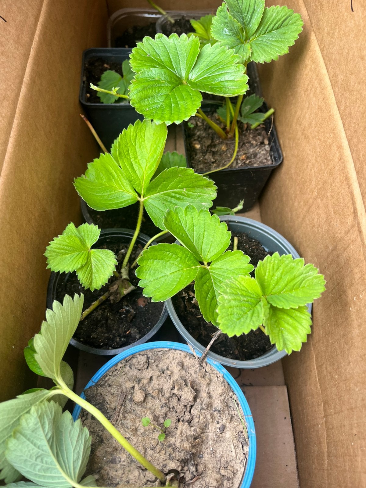 Biologische aardbeien plantjes 2 voor €5, Ophalen, Volle zon, Vaste plant, Fruitplanten