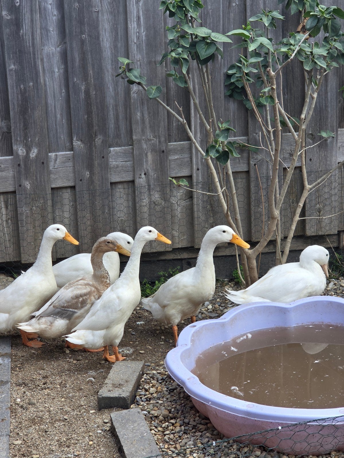Loopeenden te koop, Dieren en Toebehoren, Pluimvee, Meerdere dieren, Eend