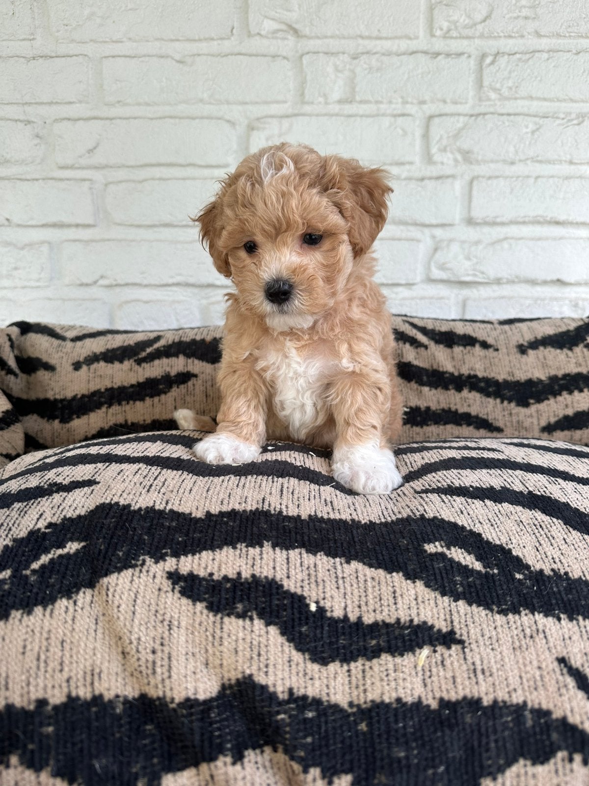 Maltipoo pups maltezer x toy poedel, Dieren en Toebehoren, Parvo, Nederland, Overige rassen, 8 tot 15 weken