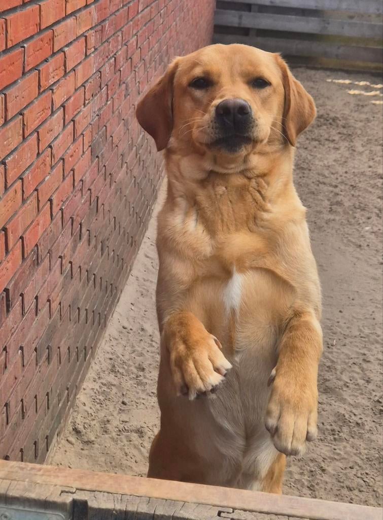 2 prachtige sociale en lieve labrador teefjes te koop, Parvo, 15 weken tot 1 jaar, Teef, Labrador retriever