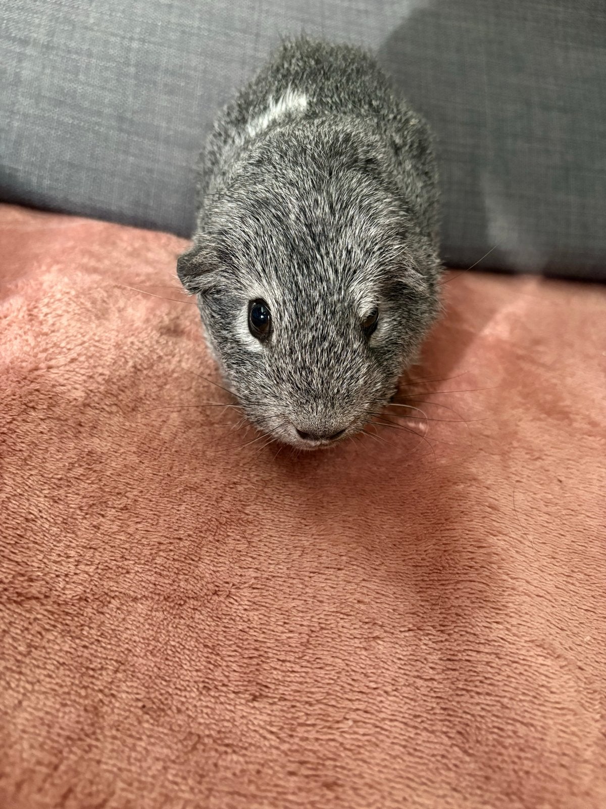 Grijze Rex/gladhaar cavia beer, Juli, Mannelijk, Cavia