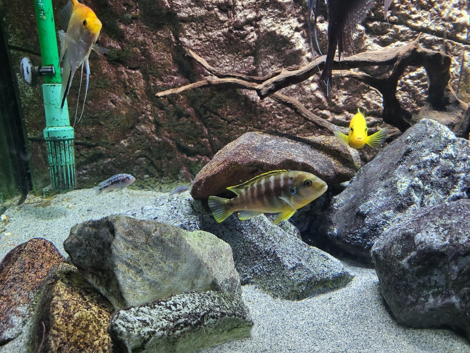 13 Malawi ciclides (2 koppeltjes), Dieren en Toebehoren, Vissen | Aquariumvissen, Vis, Zoetwatervis