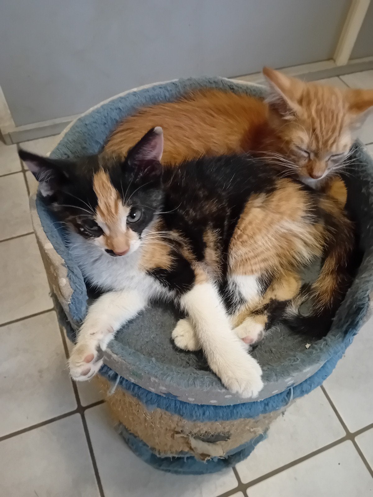 Super mooie kittens, Dieren en Toebehoren, Meerdere dieren, Kortharig, 0 tot 2 jaar