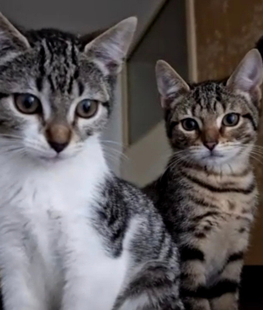 Poezen zusjes zoeken nieuw for ever home, Dieren en Toebehoren, Katten en Kittens | Overige Katten, Poes