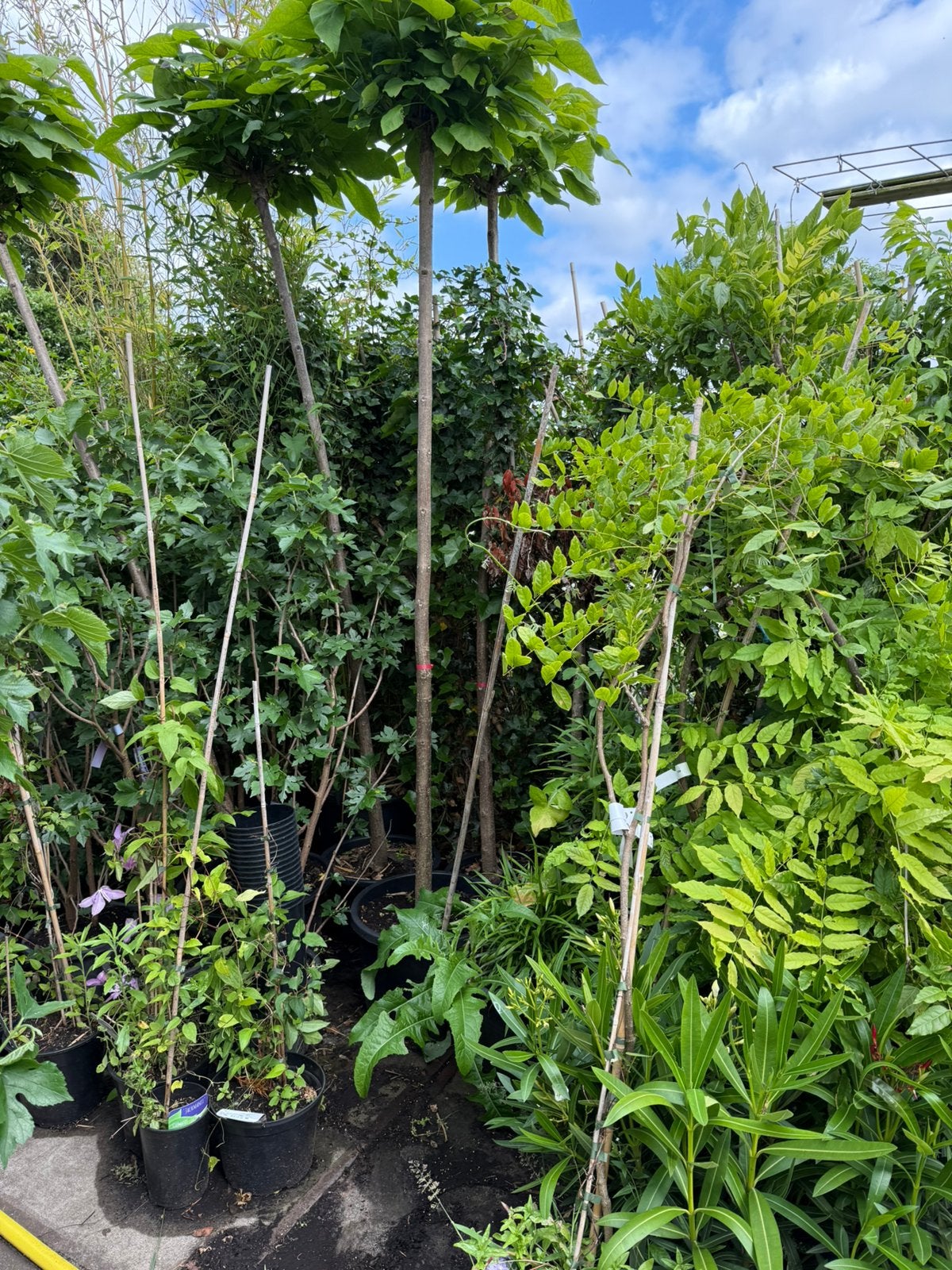 Aanbieding bol katalpa stam 200 cm dan de bol potgekweekt, Tuin en Terras, Planten | Bomen, Bloeit niet, Ophalen of Verzenden
