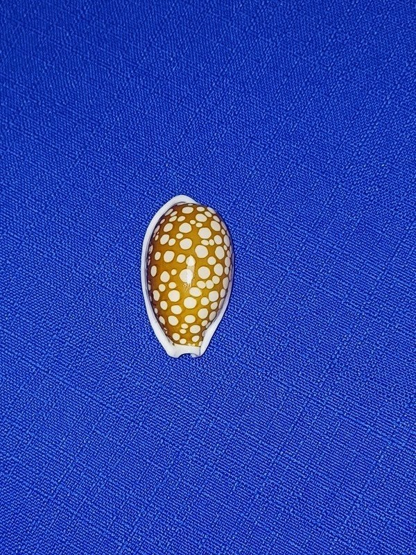 Schelpen, Cypraea cribraria, Ophalen of Verzenden, Schelp(en)
