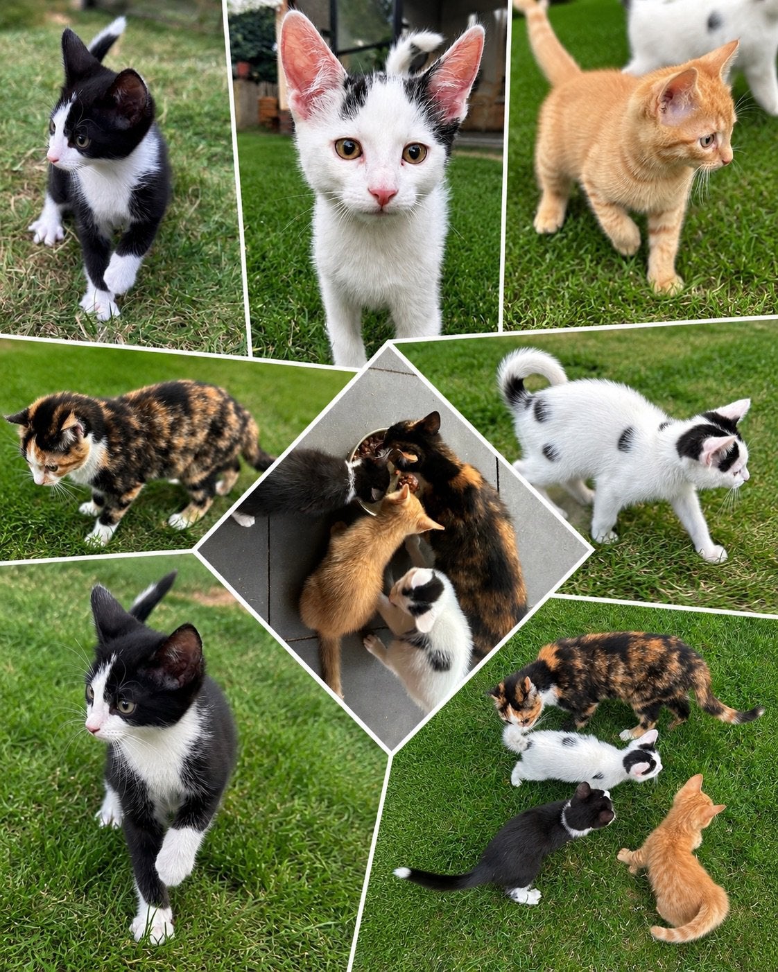 lieve kittens zoeken een nieuw thuis, Dieren en Toebehoren, Katten en Kittens | Raskatten | Korthaar, Meerdere dieren