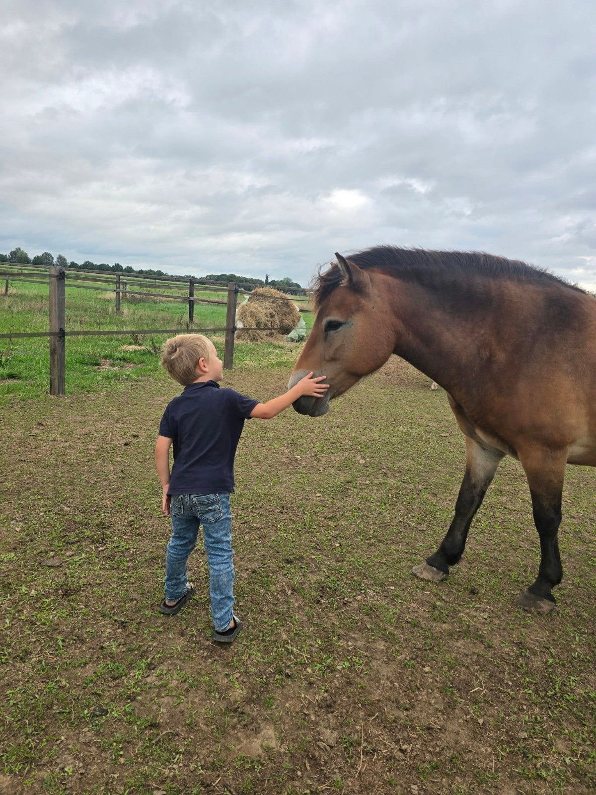2 prachtige fjord x exmoor pony's, Dieren en Toebehoren, Pony's, 3 tot 6 jaar, C pony (1.27m tot 1.37m), Gechipt, Onbeleerd