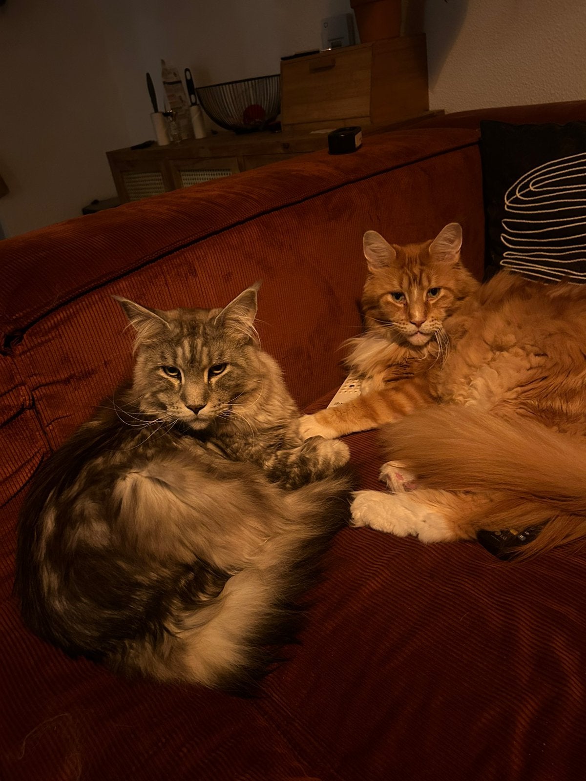 Maine Coons te koop, Dieren en Toebehoren, Katten en Kittens | Raskatten | Langhaar, Kater, 6 jaar of ouder, Met stamboom, Gechipt