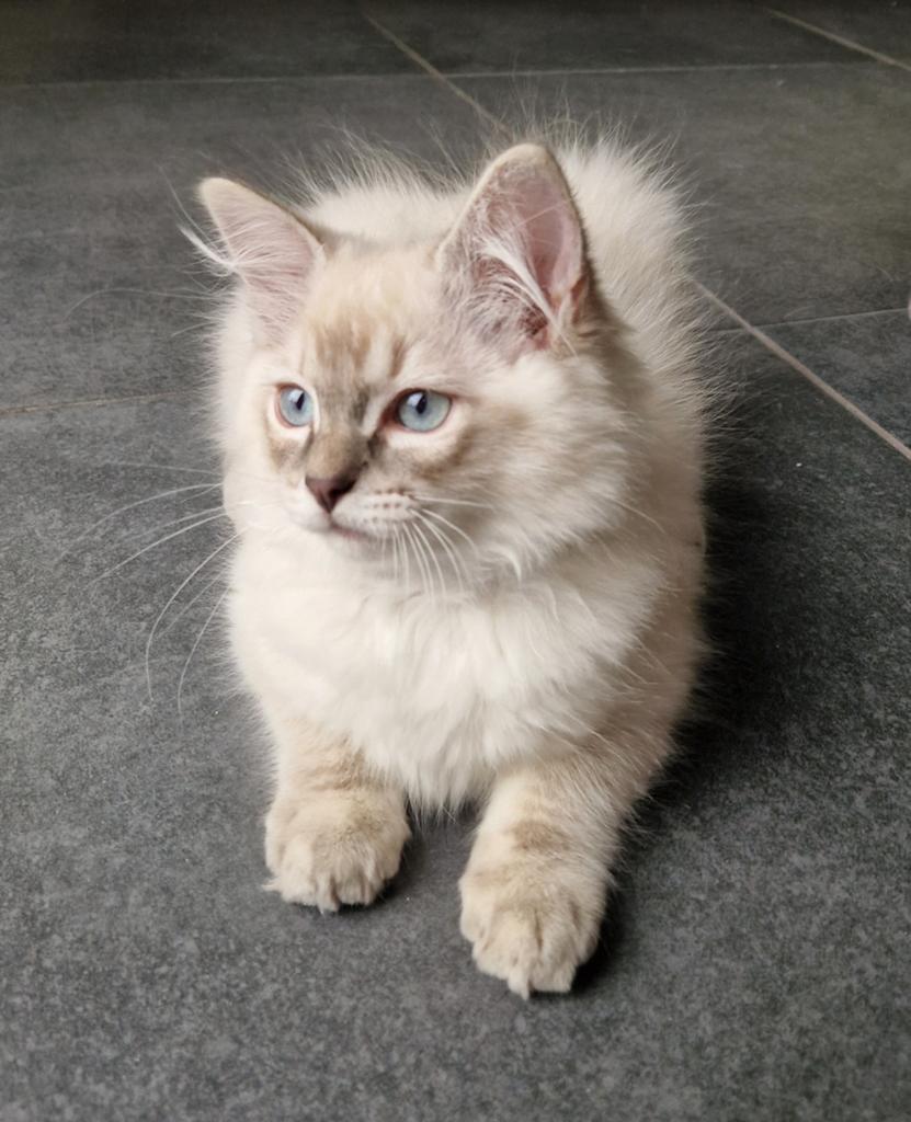 Prachtig bluepoint lynx ragdoll katertje GERESERVEERD, Dieren en Toebehoren, Katten en Kittens | Raskatten | Langhaar, Kater, Met stamboom