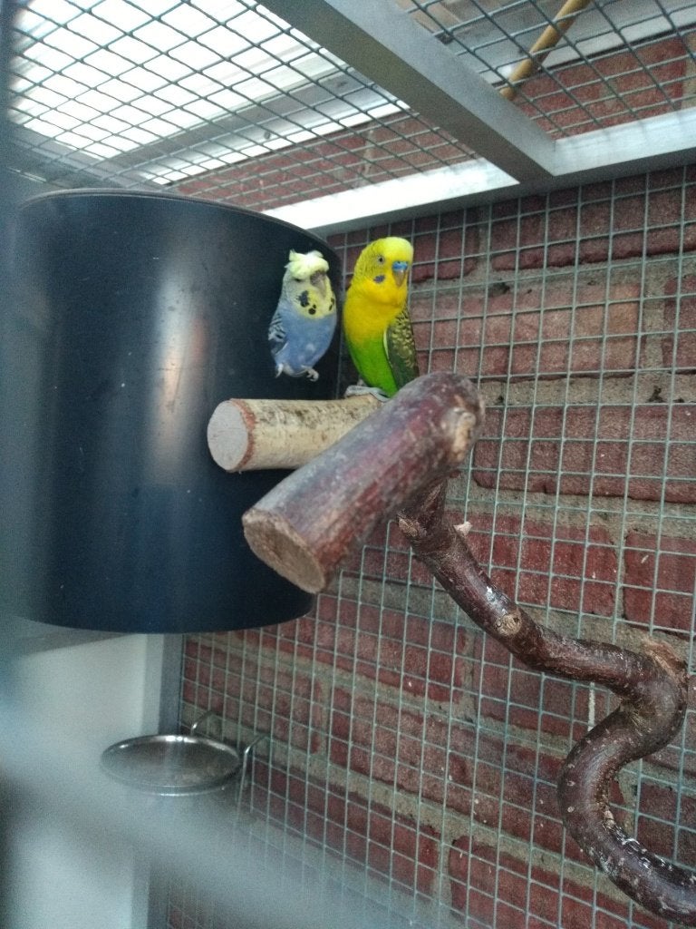Nestkasten voor parkietachtigen/diverse maten, Ophalen, Kunststof, Vogelkooi