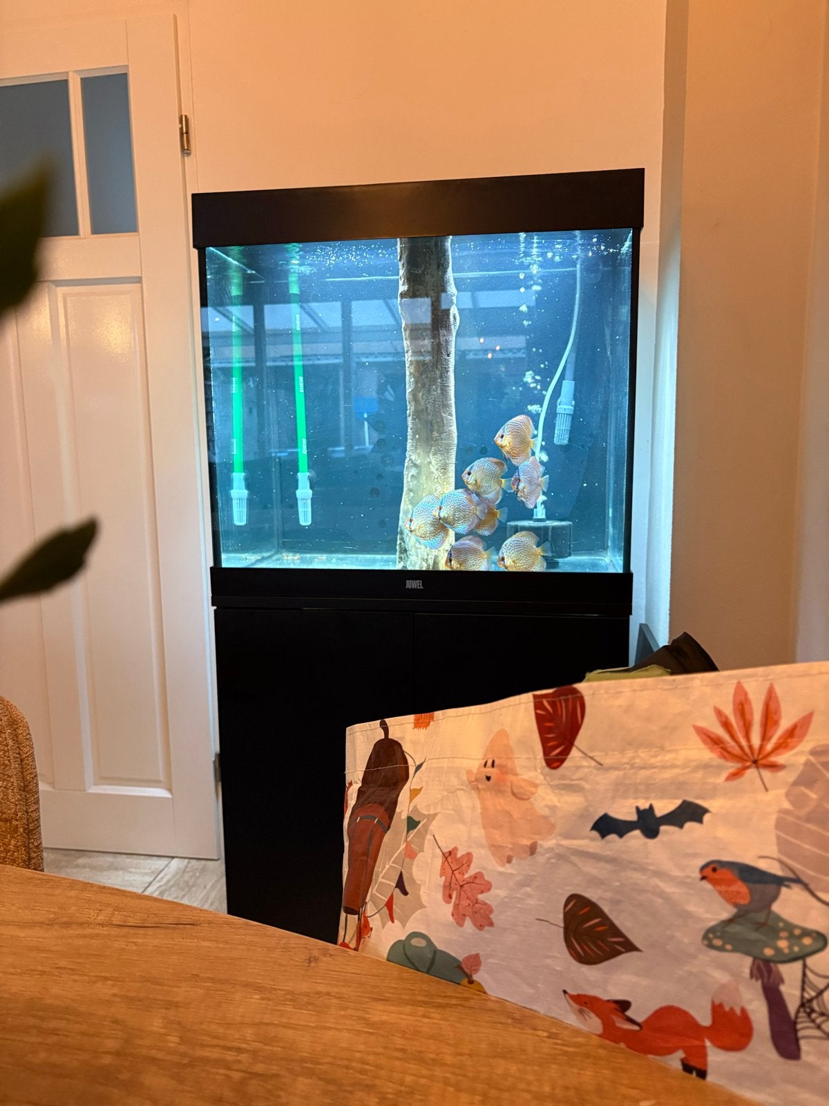 Juwel lido 200 aquarium met discusvissen, Ophalen, Gebruikt, Gevuld zoetwateraquarium, Inclusief vissen