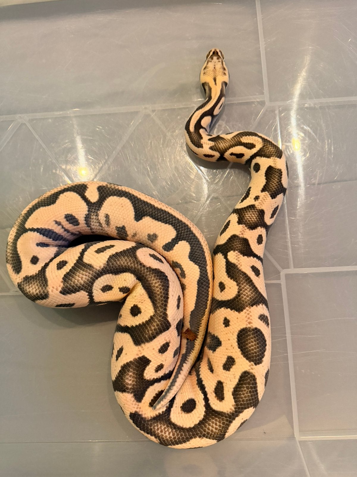 Mooie koningspython 1.0 Ball Python - male for sale from Nettie