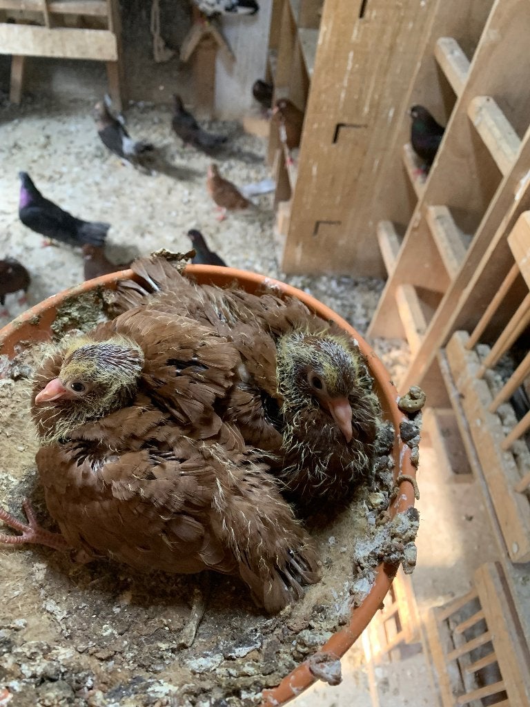 Oosterse Rollers, Dieren en Toebehoren, Vogels | Duiven, Meerdere dieren, Tuimelaar of Roller
