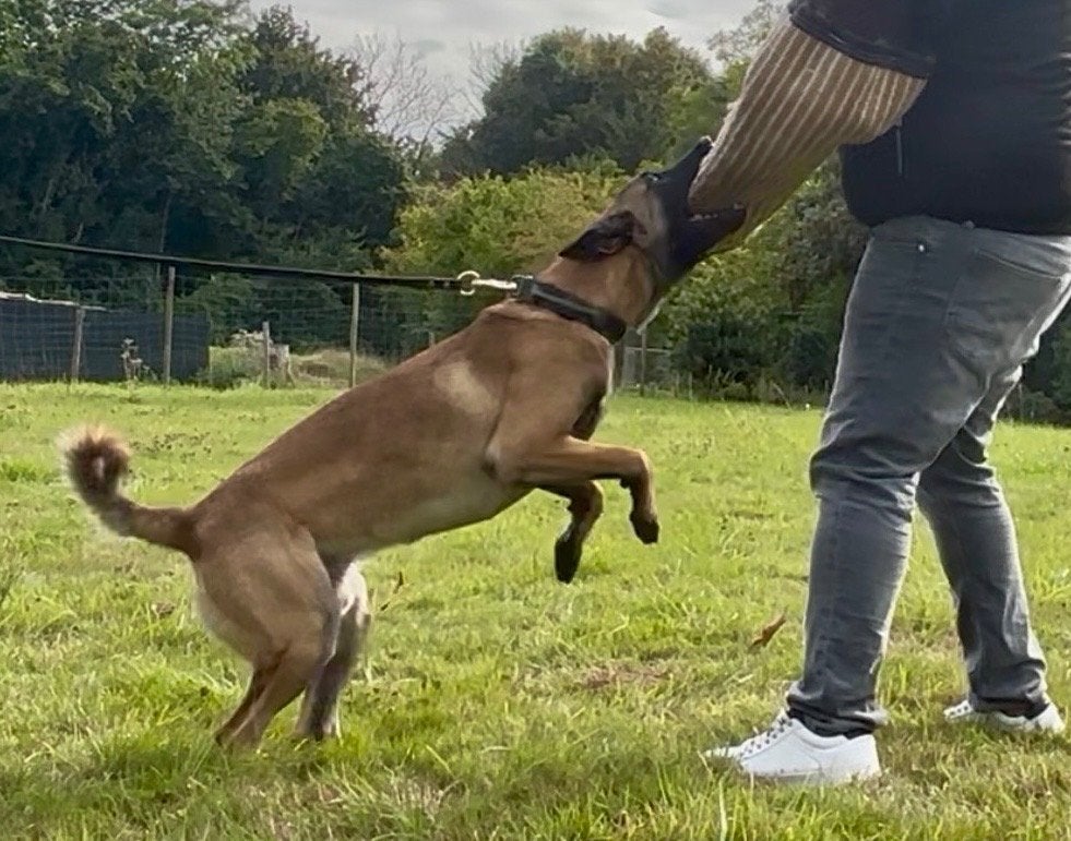 Knappe  mechelse herder reu, België, Particulier, Reu, 1 tot 2 jaar