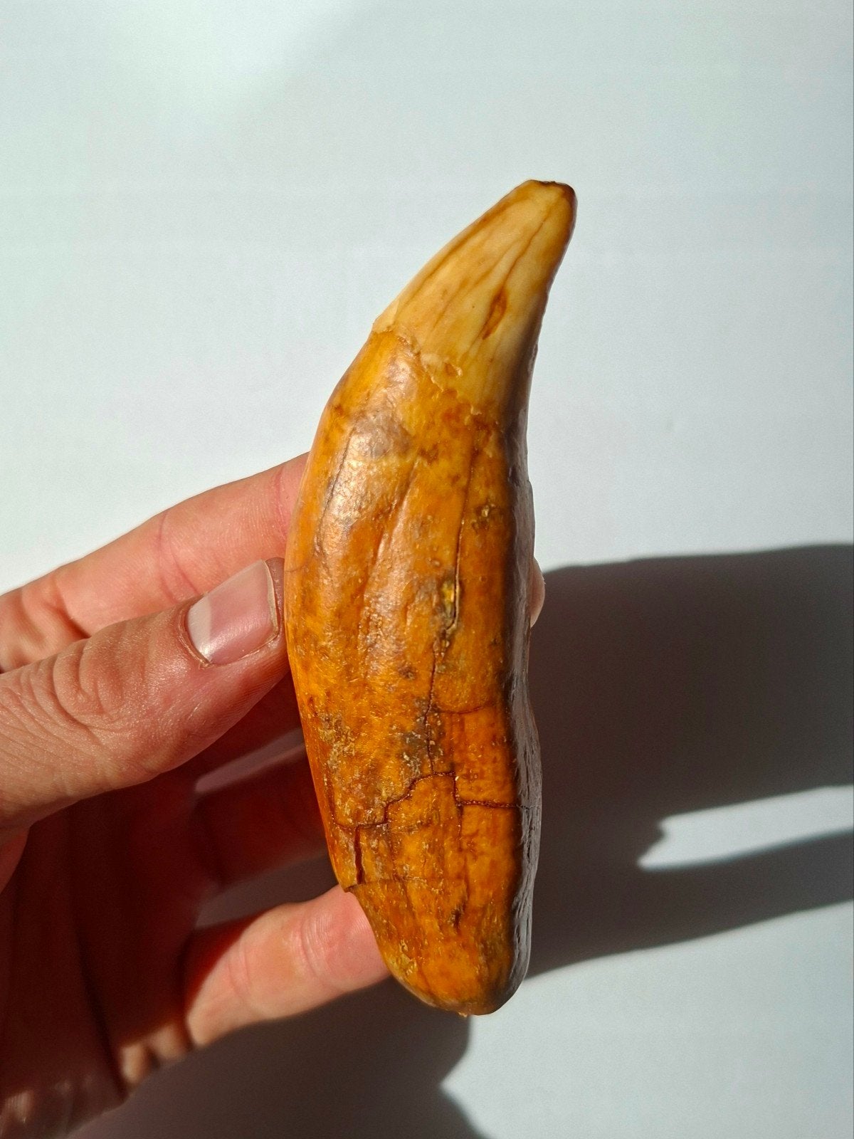 Holenbeer Ursus spelaeus hoektand fossiel intact, Verzamelen, Ophalen of Verzenden, Fossiel